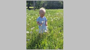 2024 Lennard võilille seemnetega 2.jpeg